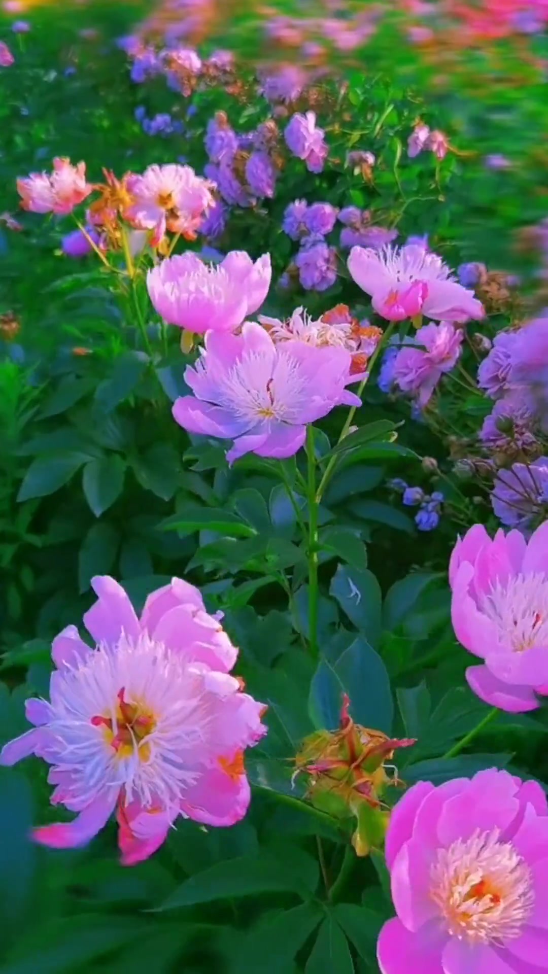 刘紫玲牡丹之歌完整版 大自然 植物 牡丹