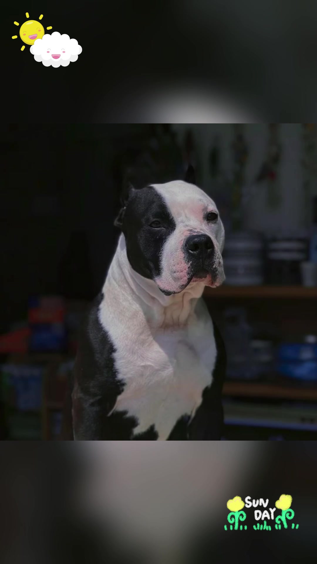 养一只斯塔福犬,快乐无边!