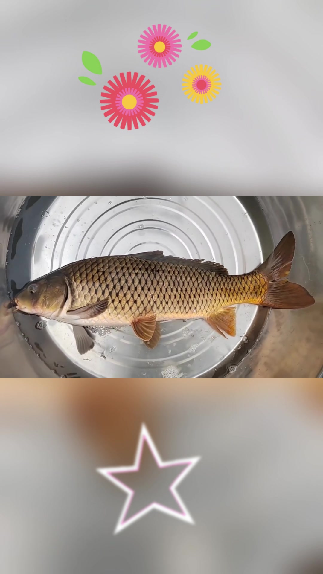 保护长江生态,拒绝食用"长江第 12 鲜"