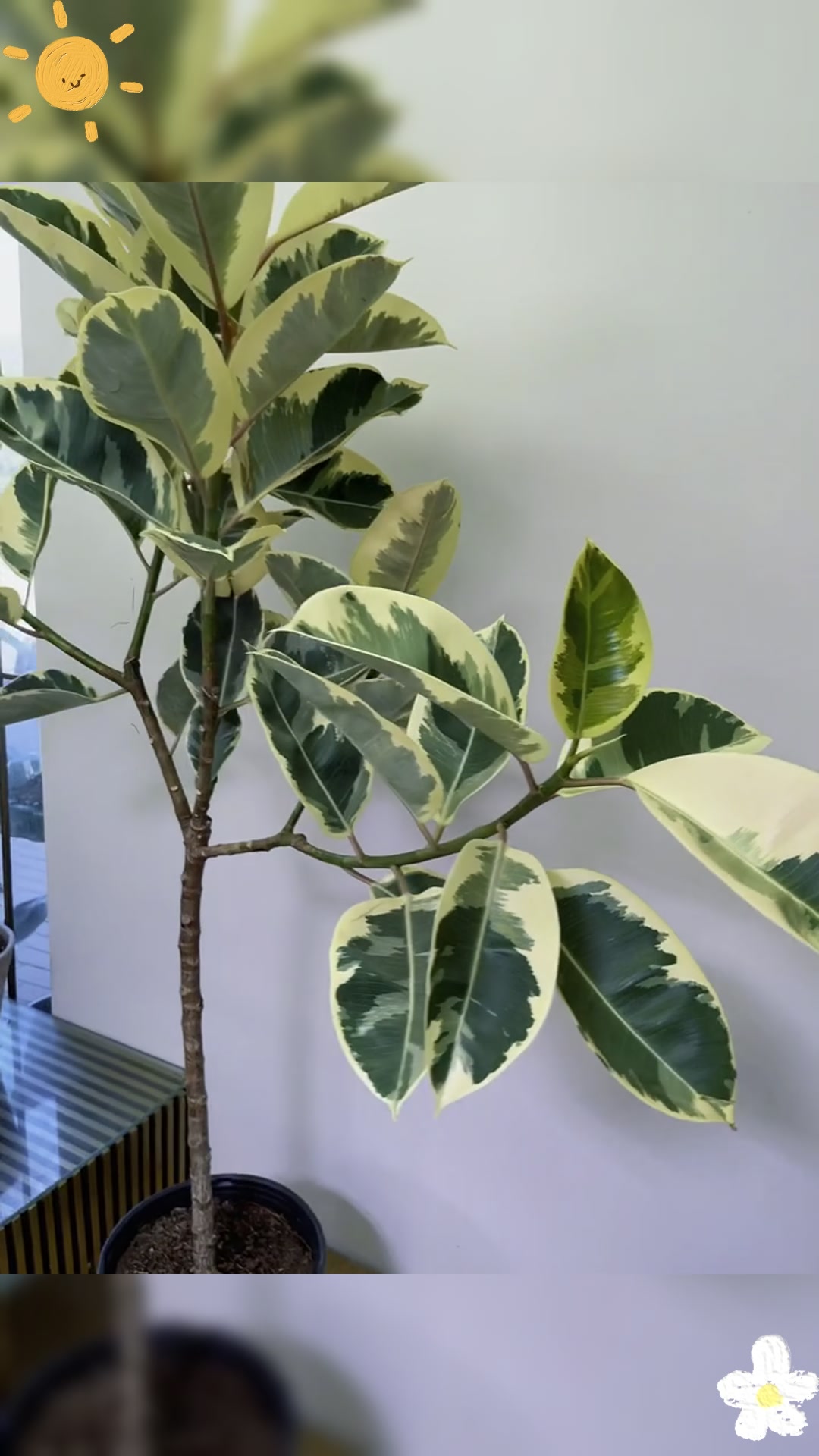 周末推荐花叶橡皮树,叶片斑斓的高颜值绿植