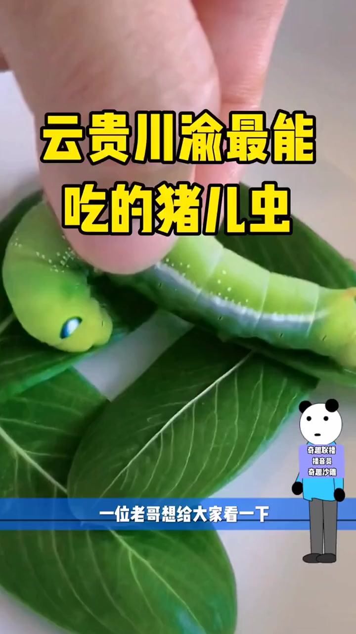 云贵川渝最能吃的猪儿虫!