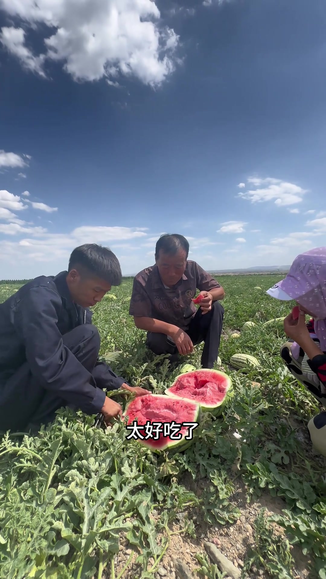 我想农民最开心的事就是丰收吧,今天不放羊,帮粉丝摘西瓜,安排!