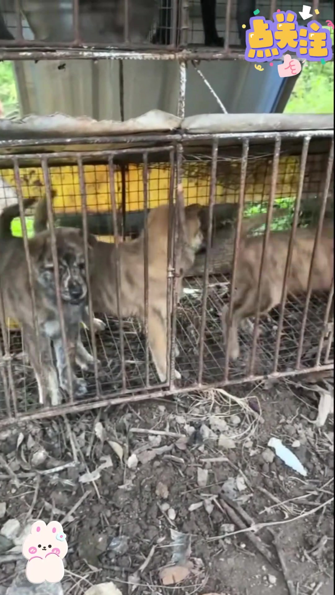 广西土狗,虎斑犬弟弟妹妹