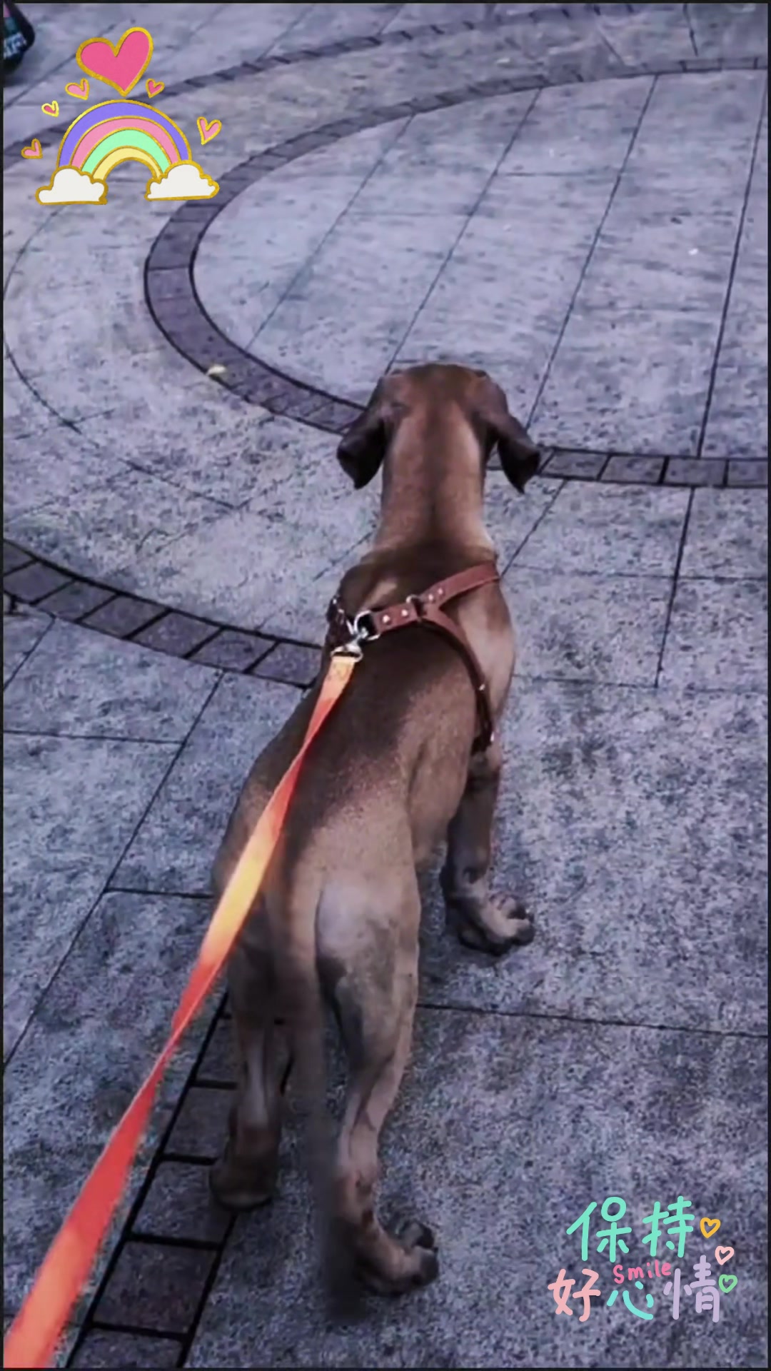 土佐犬凶猛异常,适合当护卫犬