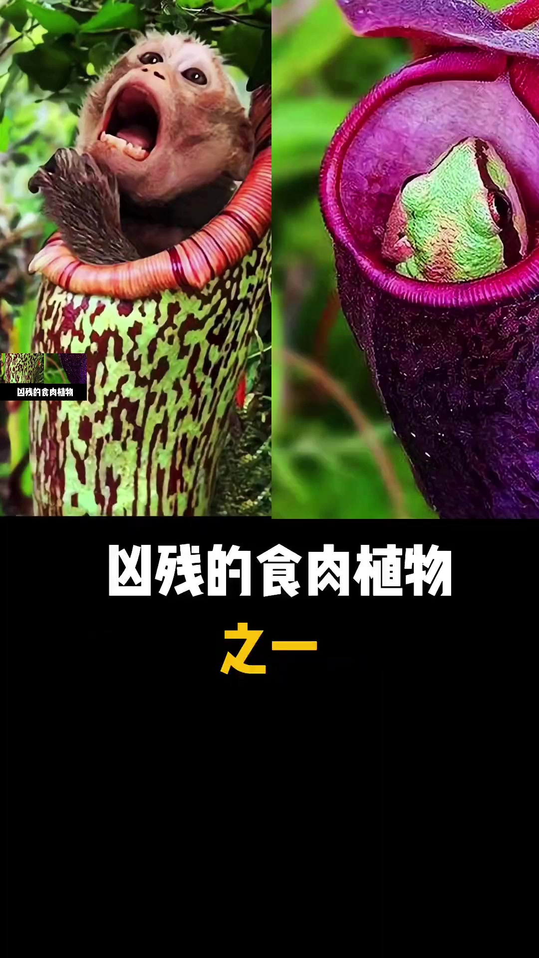 好好的植物偏偏爱吃肉,盘点世界上食肉植物