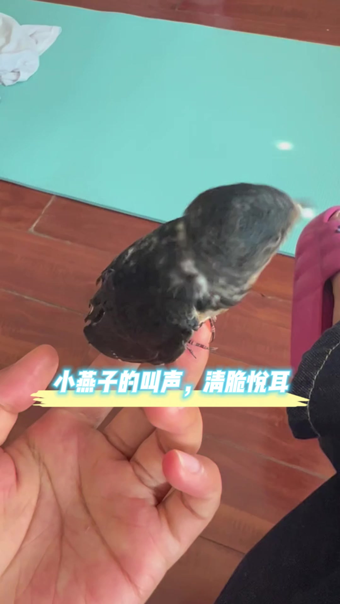 小燕子的叫声,清脆悦耳