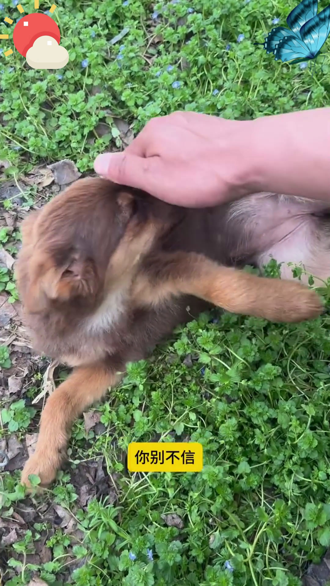 狗狗驱虫,两个土办法,经济实惠,效果好!