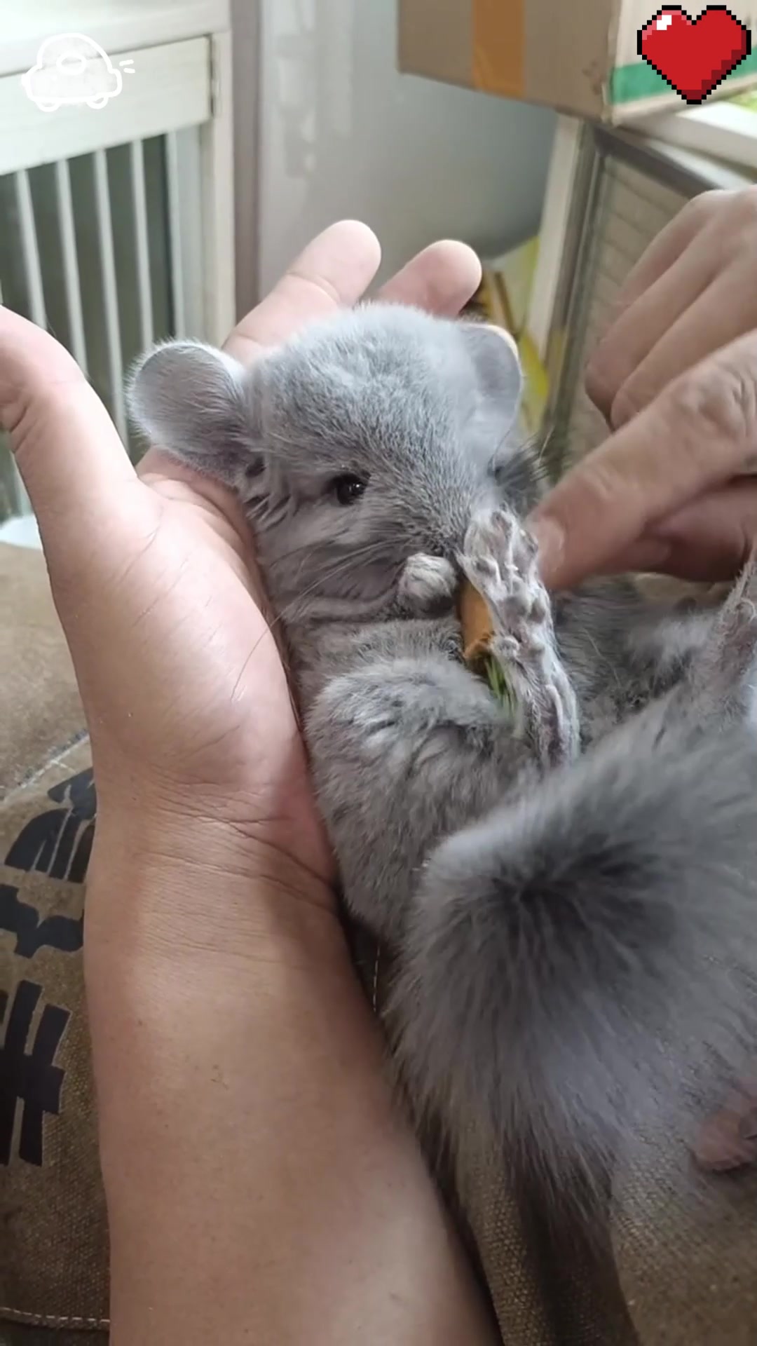 可爱龙猫大揭秘!它吃东西的样子萌翻了!