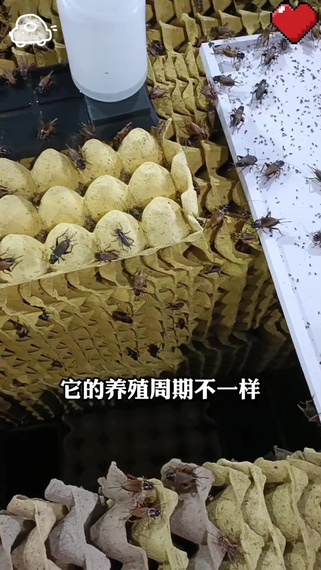 揭开蟋蟀生命周期的神秘面纱