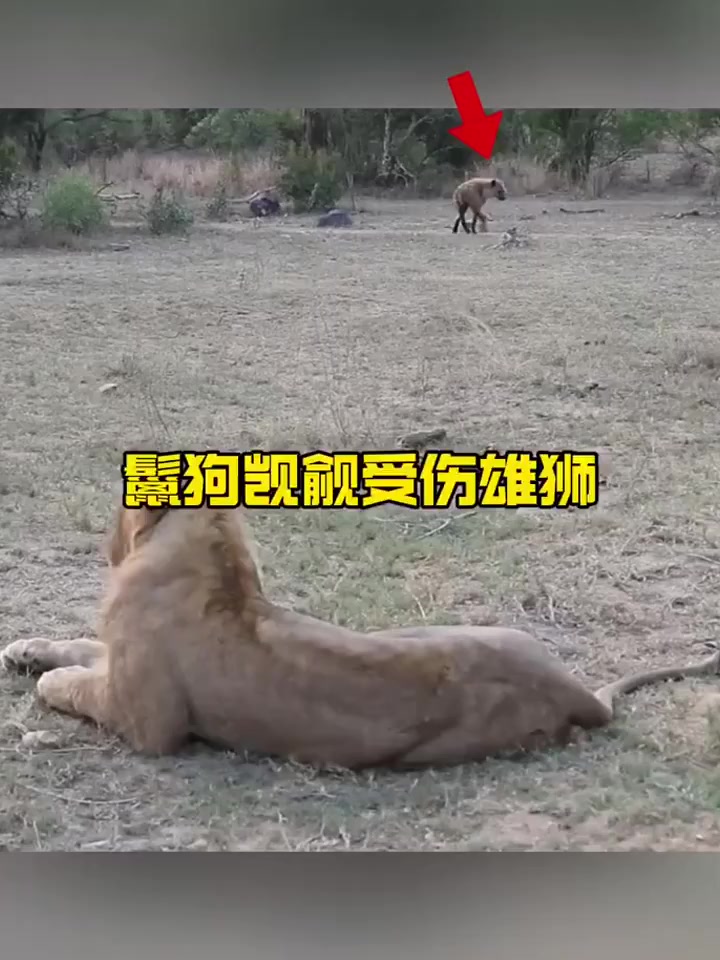 受伤雄狮遭到鬣狗的尾随意图攻击
