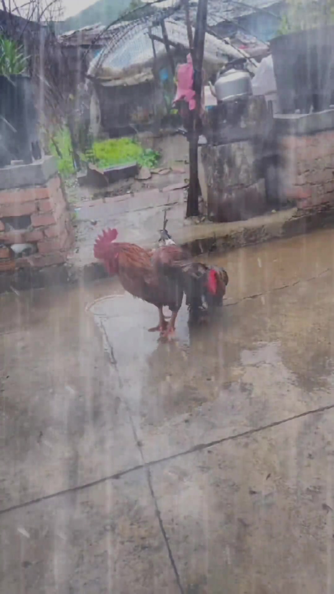 雨下得太大了,还没停下,母鸡身上都湿透了,公鸡心