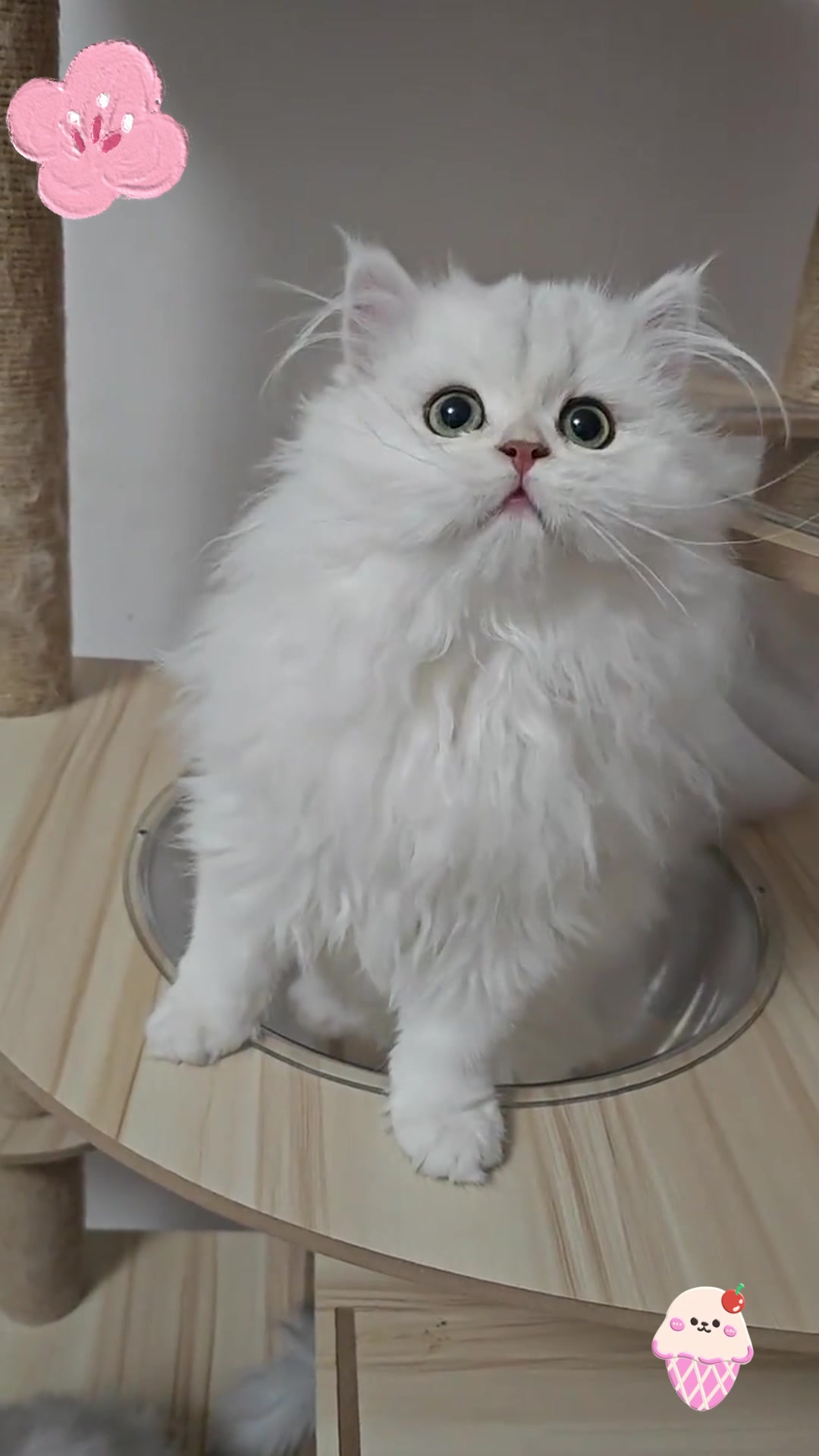 可爱的长毛银渐层,你值得拥有!