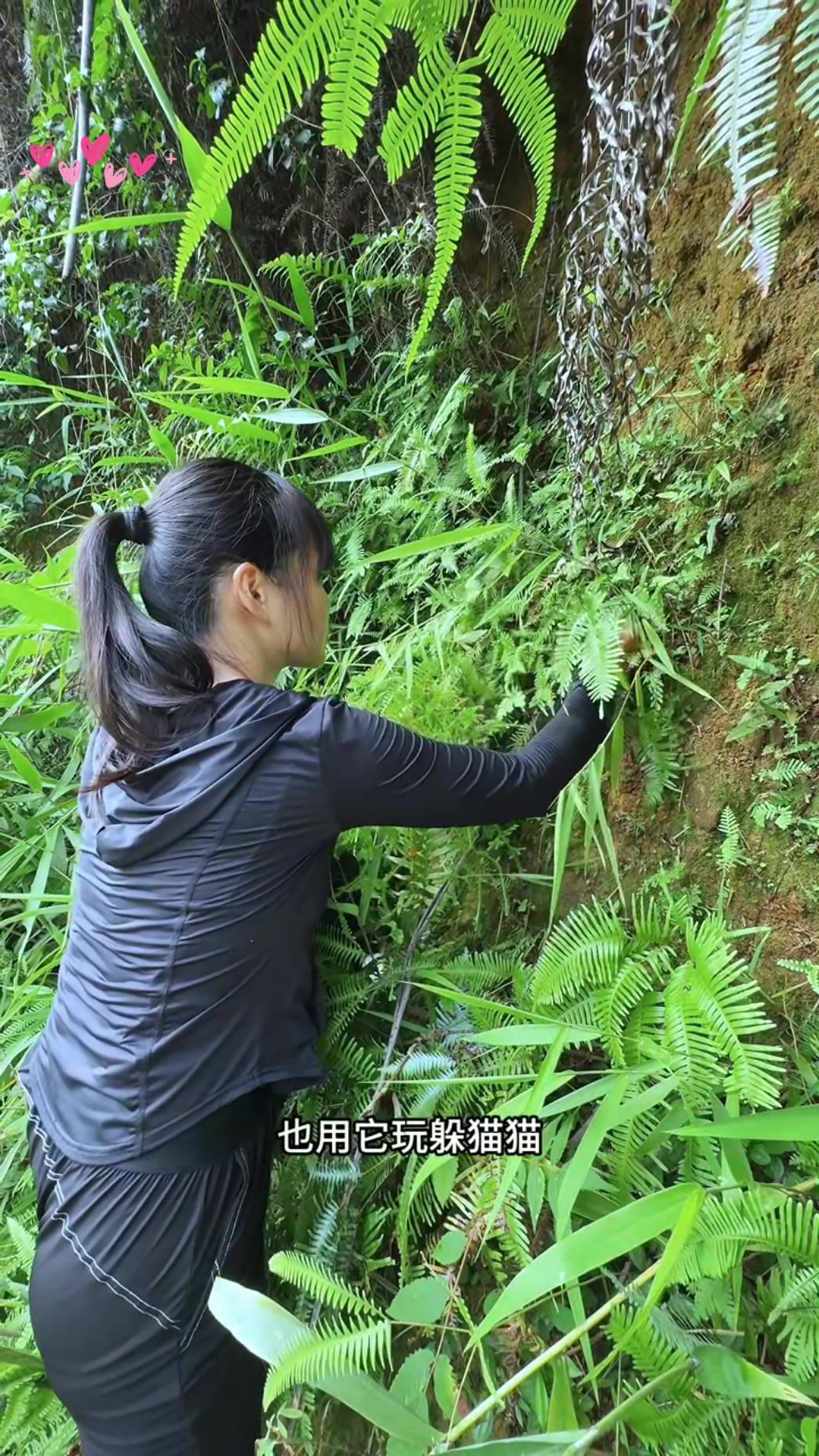 毛茸茸的伸筋草,又名石松,狮子草