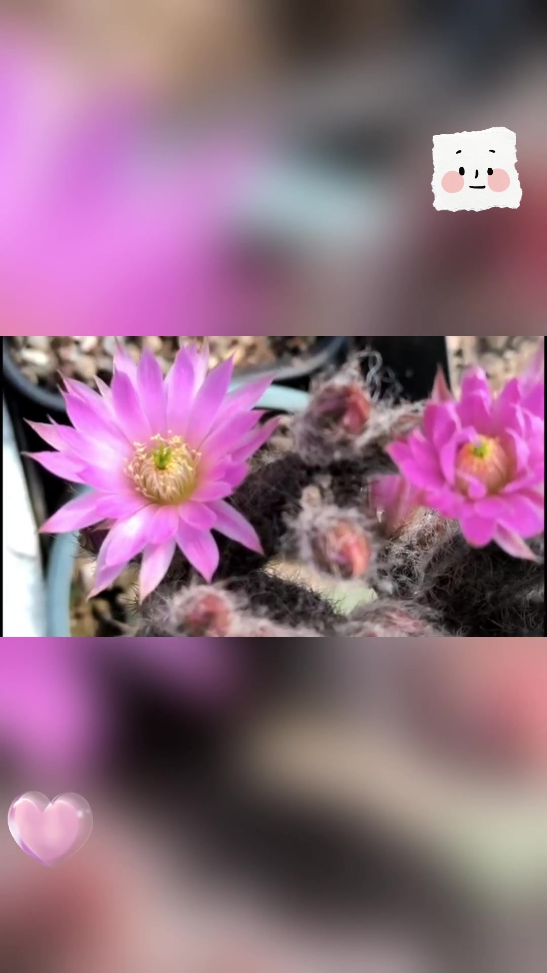 中国发现"植物大熊猫",堪称"植物界的活化石"!