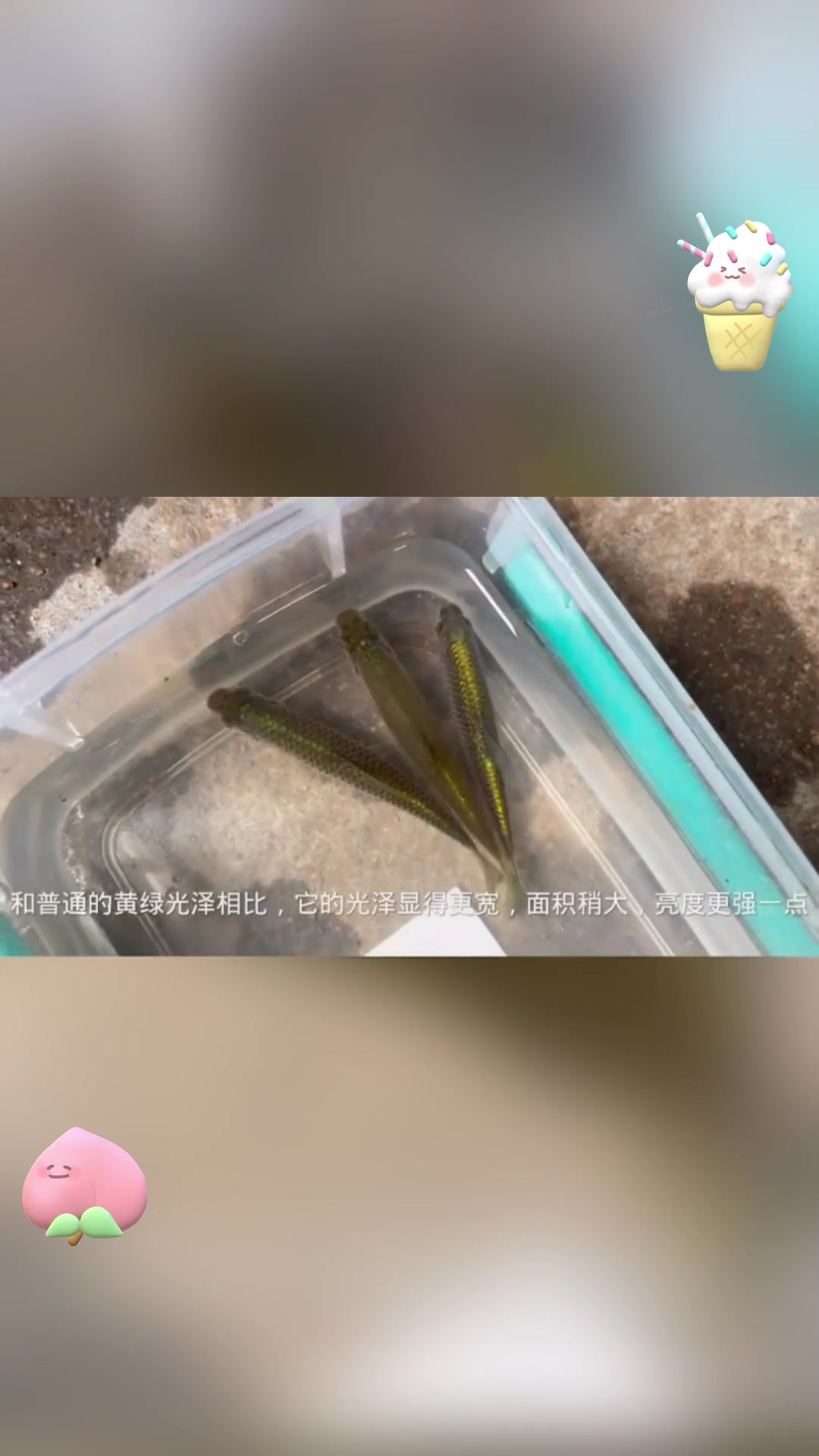 粉丝寄来怪鱼,竟是麦穗鱼