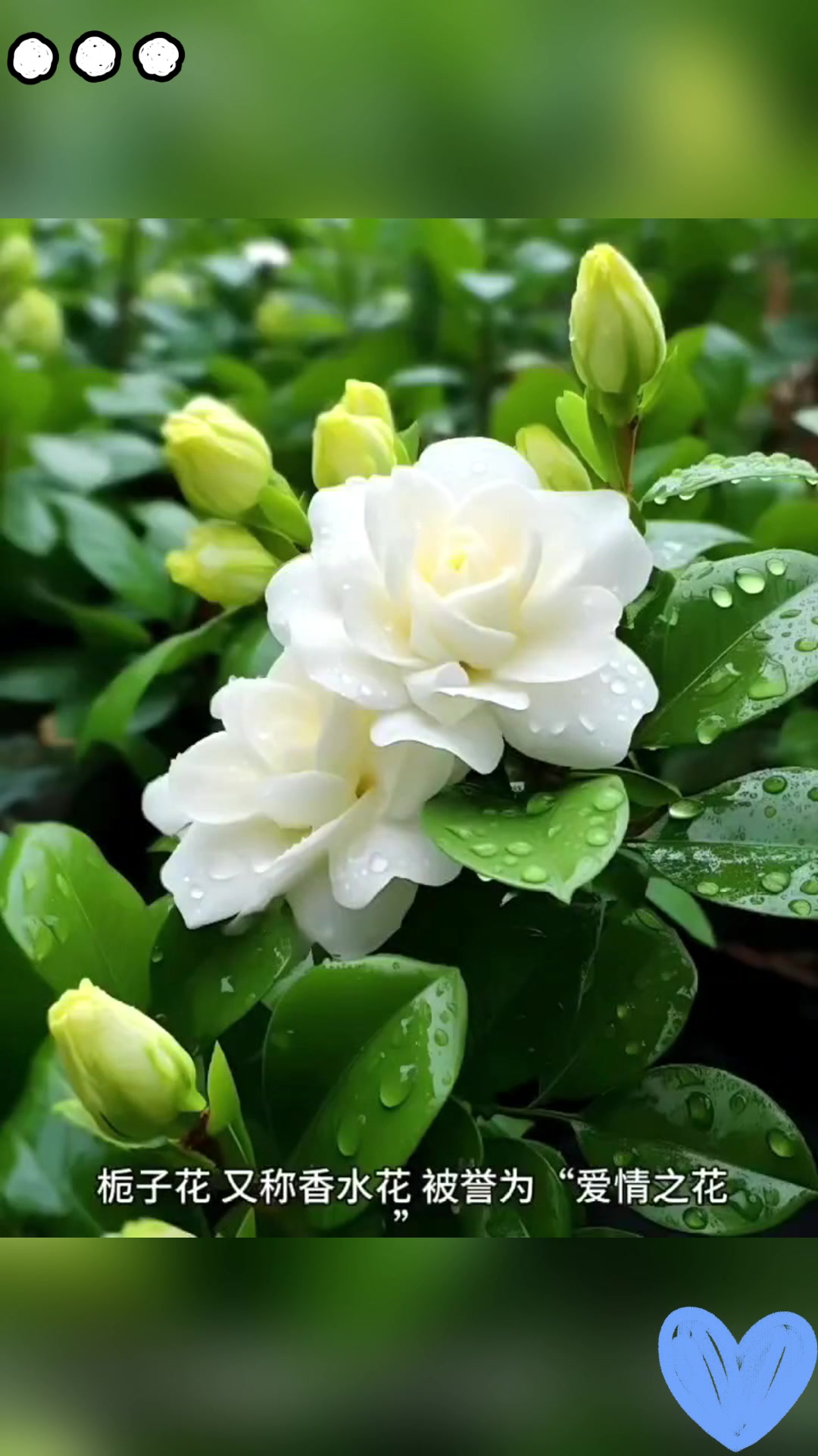 白色栀子花,清新又纯洁