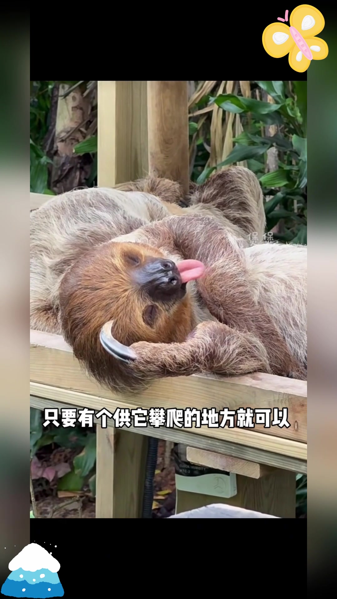 二趾树懒小知识
