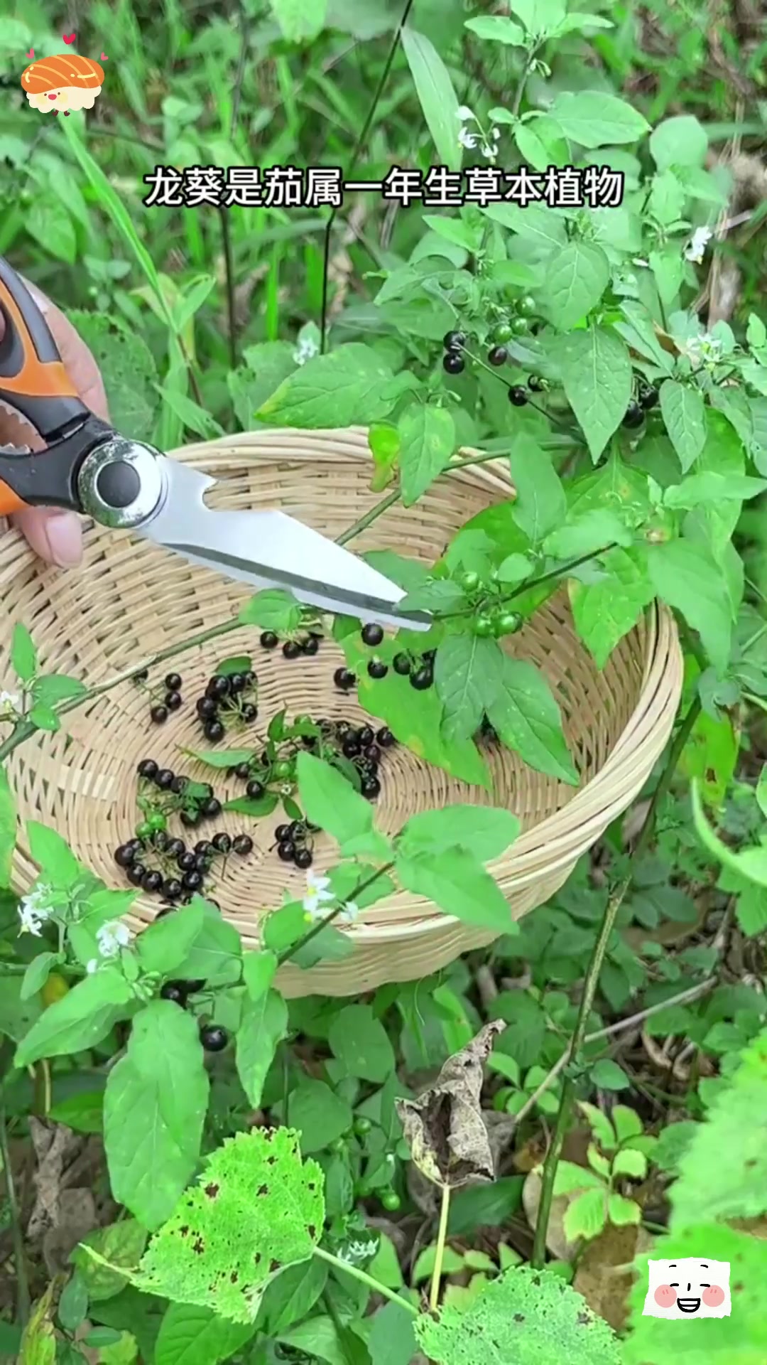龙葵果:农村田间的美味小果子