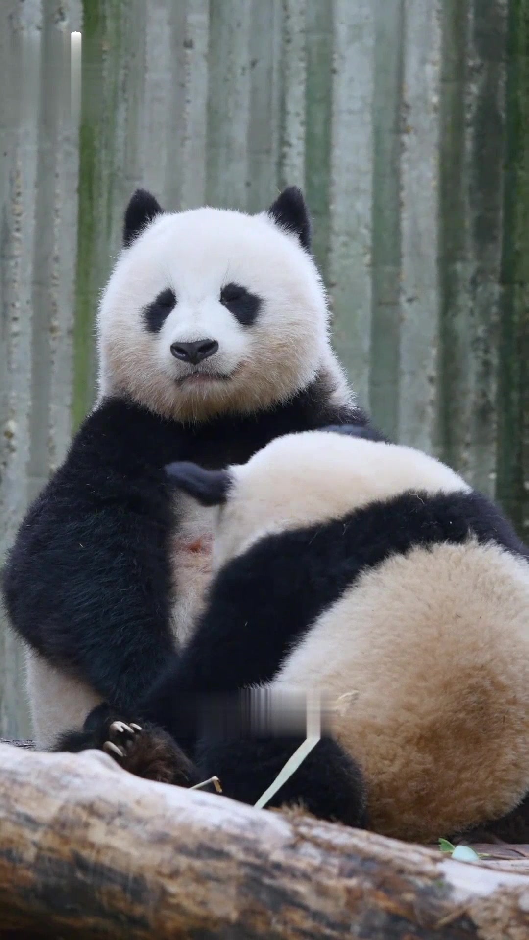 正在给蓉烁喂奶的北川,自己也还像个小姑娘大熊猫北川