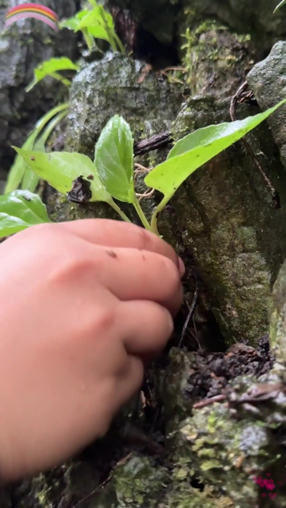 探秘蚂蝗七:神奇的草药有何功效?