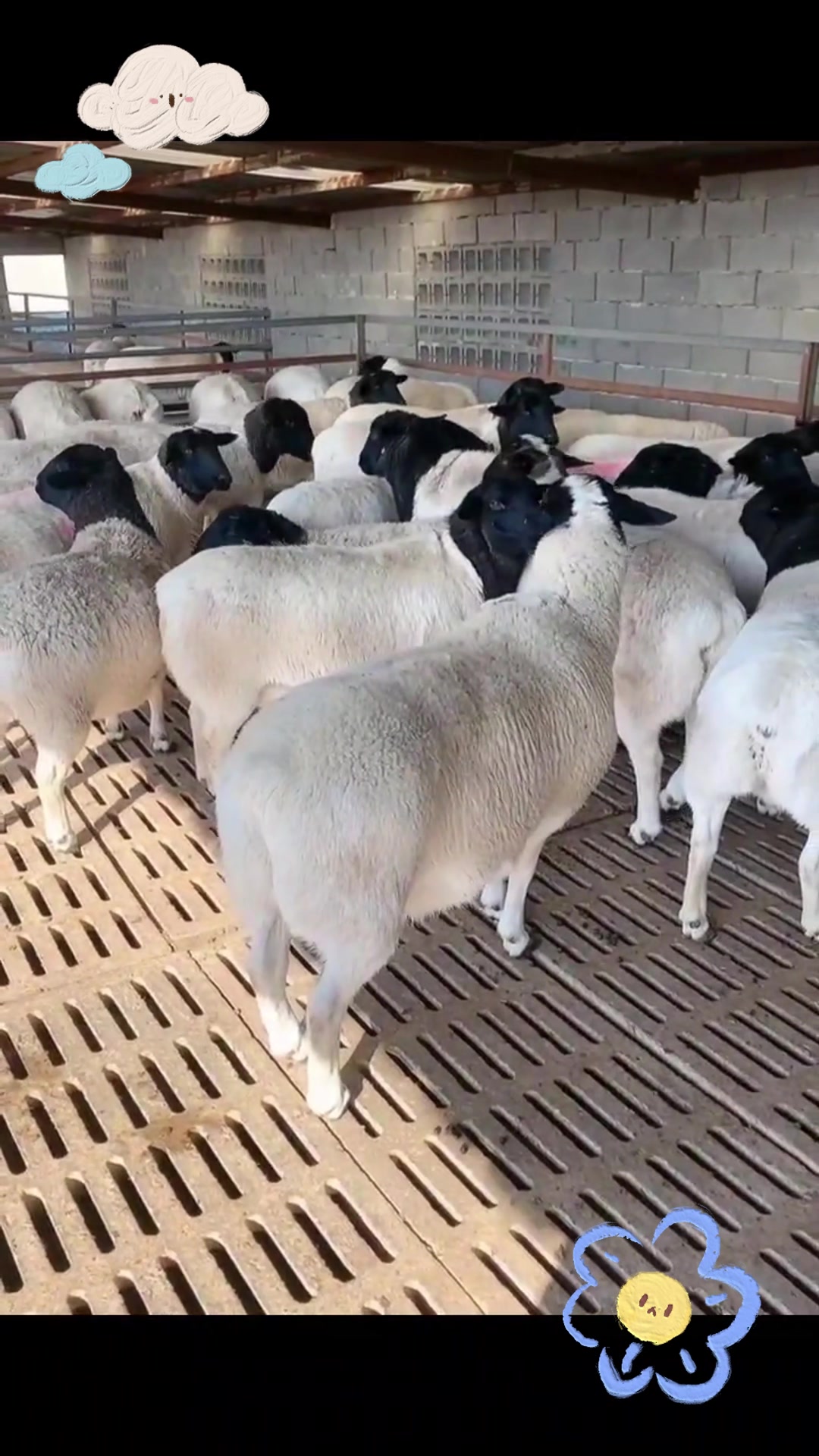 黑头杜泊羊种公羊,高效养殖的首选