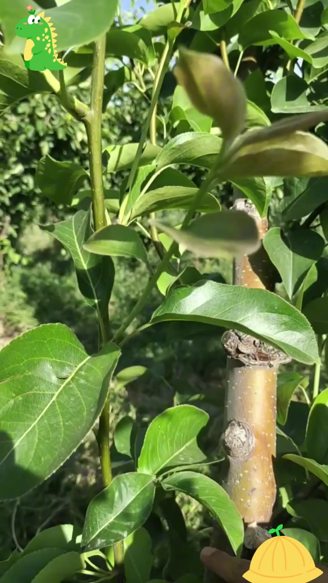 梨树夏季修剪:及时抹芽,摘心,拉枝
