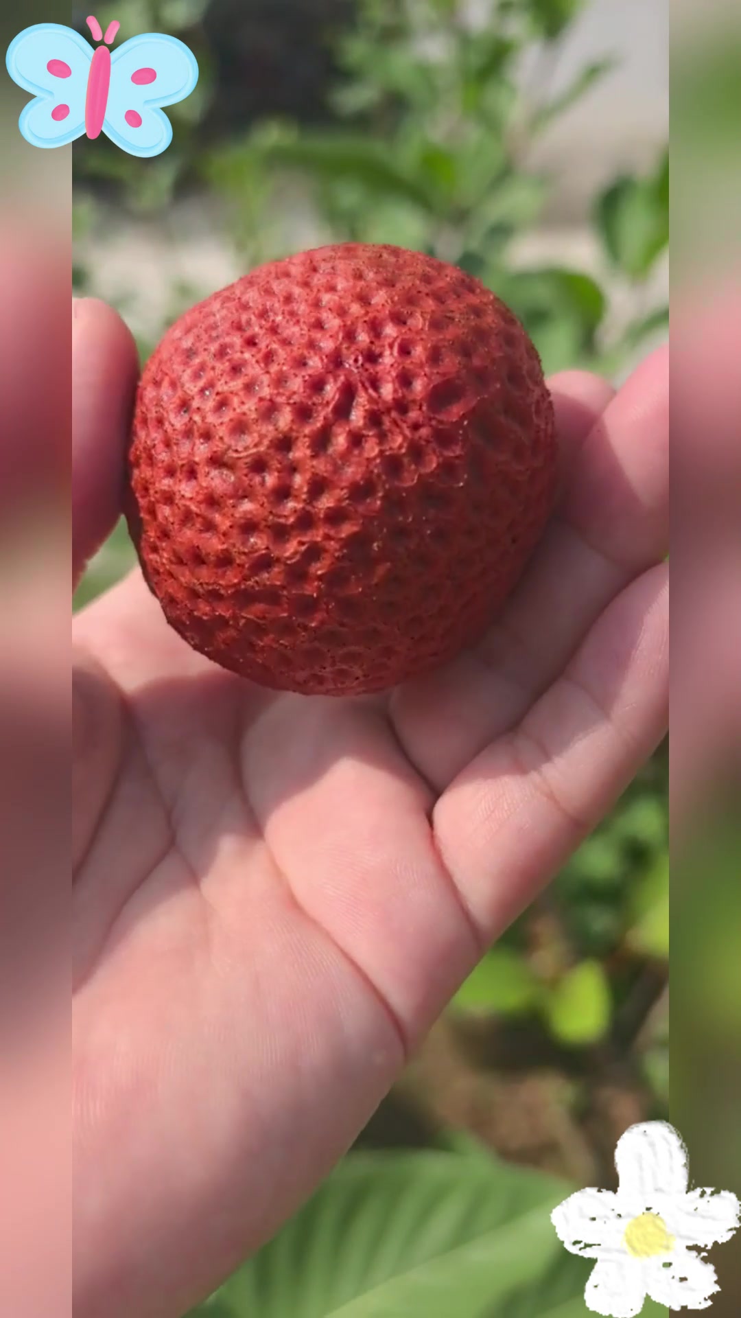 非洲桃成熟,口感鲜美,营养丰富