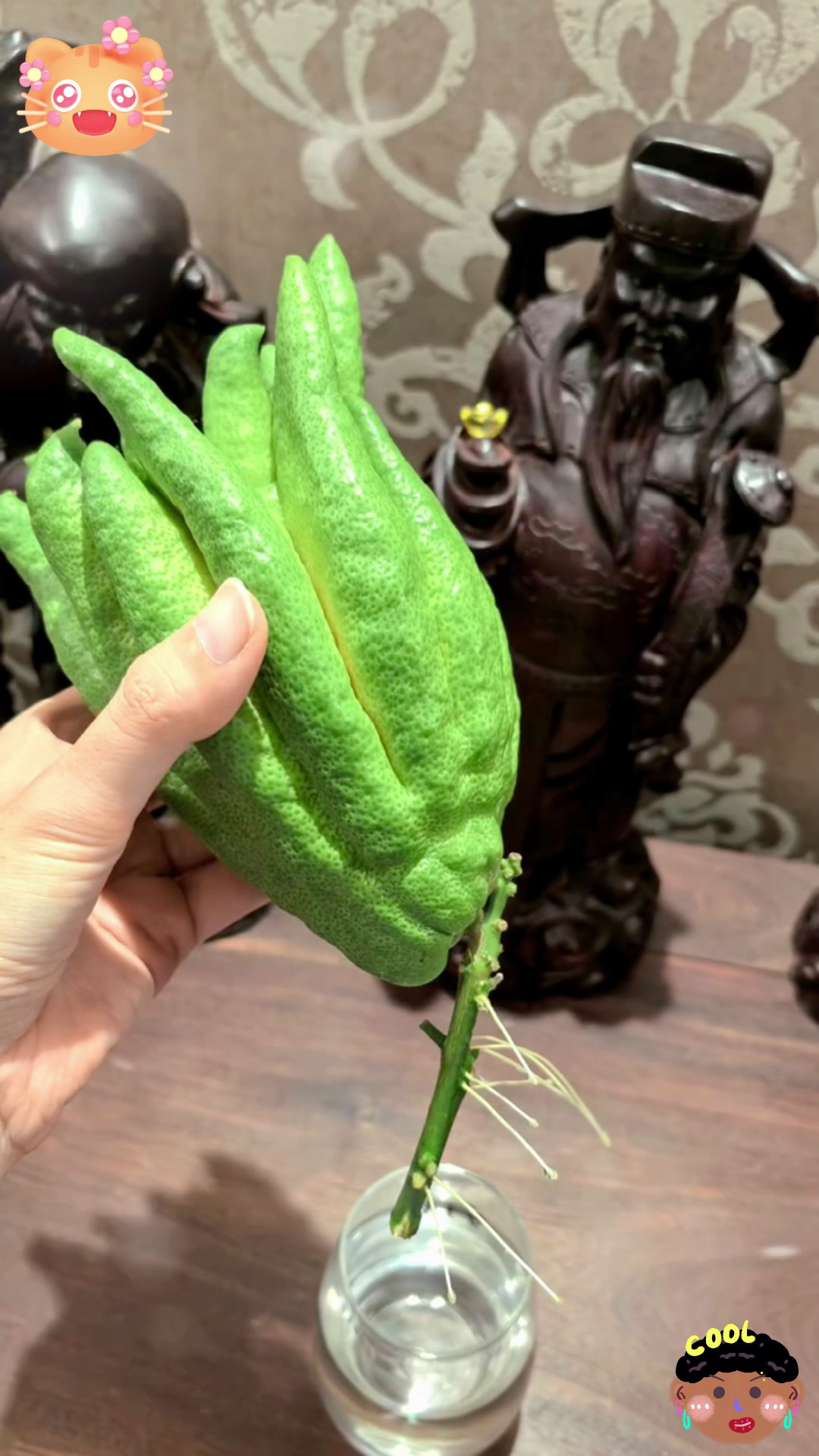 水培两个多月,佛手柑终于生根啦!