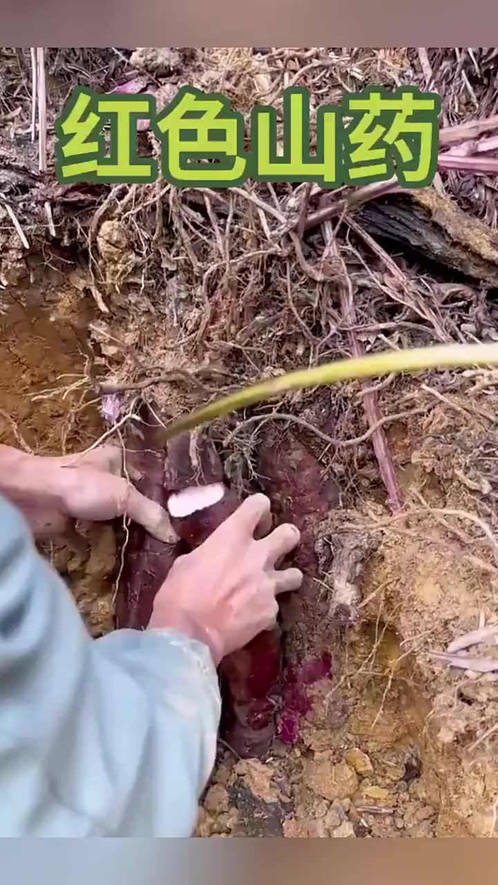 红色的山药,非常珍贵