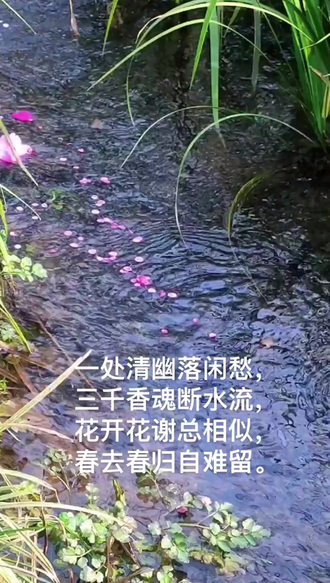 山涧 落花流水