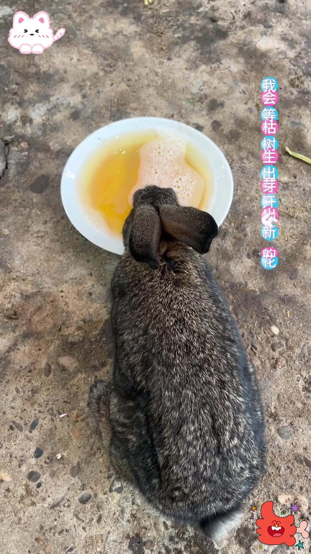 清甜滋味,兔子饮水停不下来