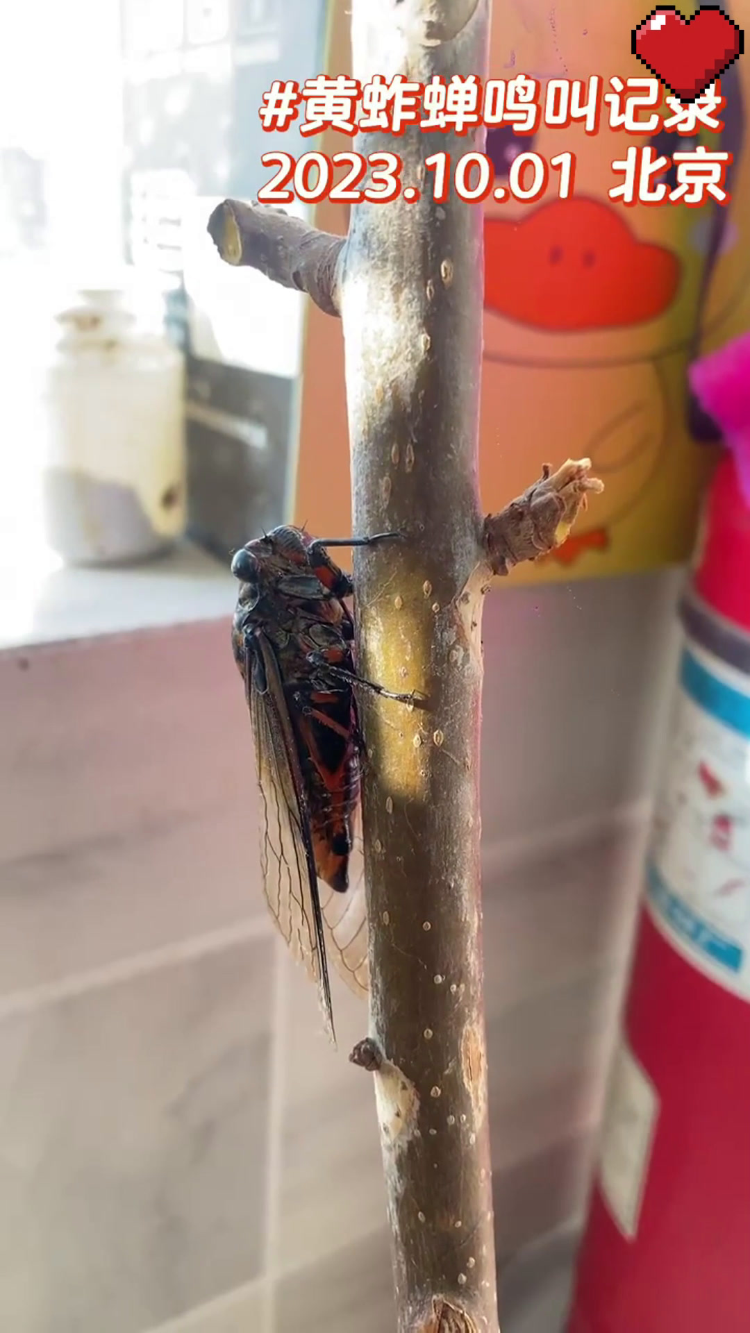 夏日蝉鸣,声声入耳