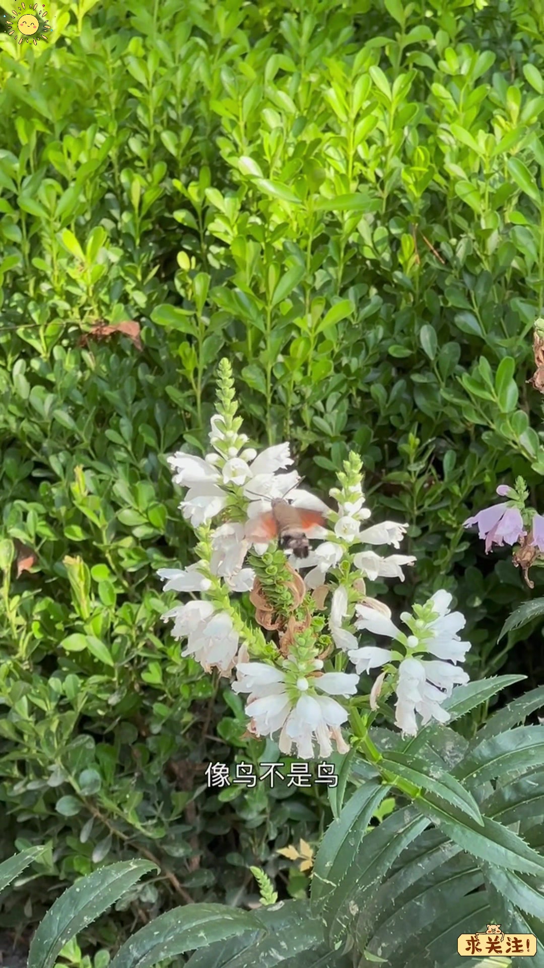 四不像?蜂鸟鹰蛾竟是昆虫界的"小怪物"