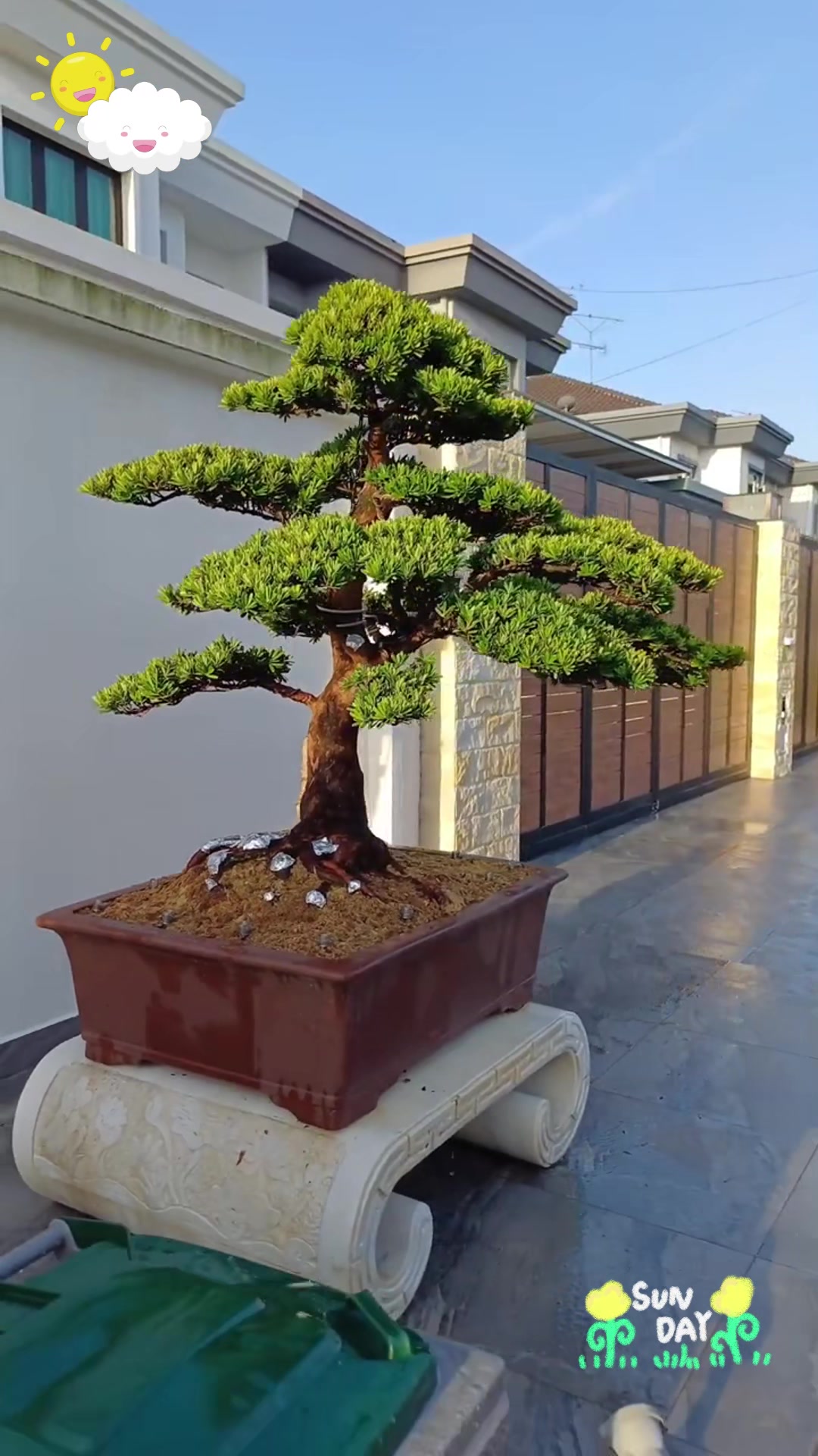 晶钻罗汉松:晨曦下的璀璨明珠