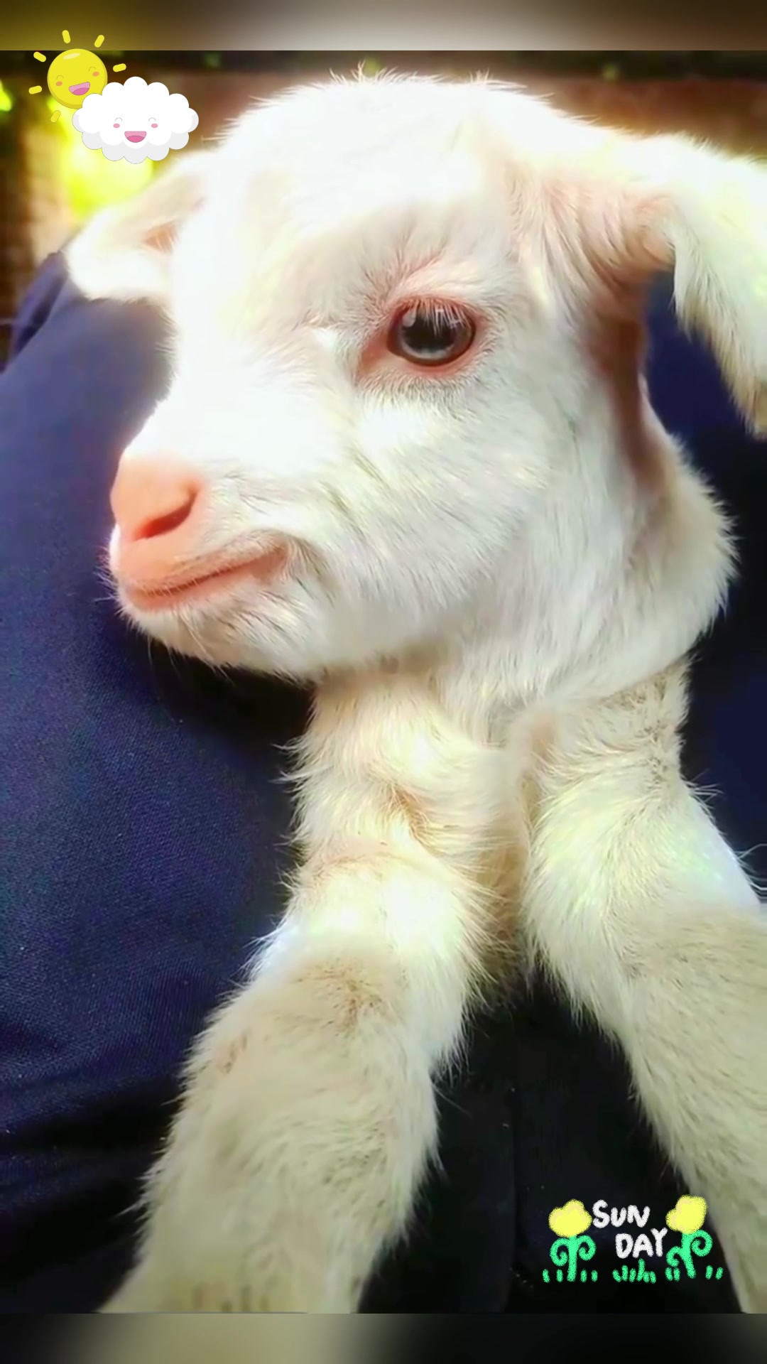 初秋的羊宝宝,可爱又温柔