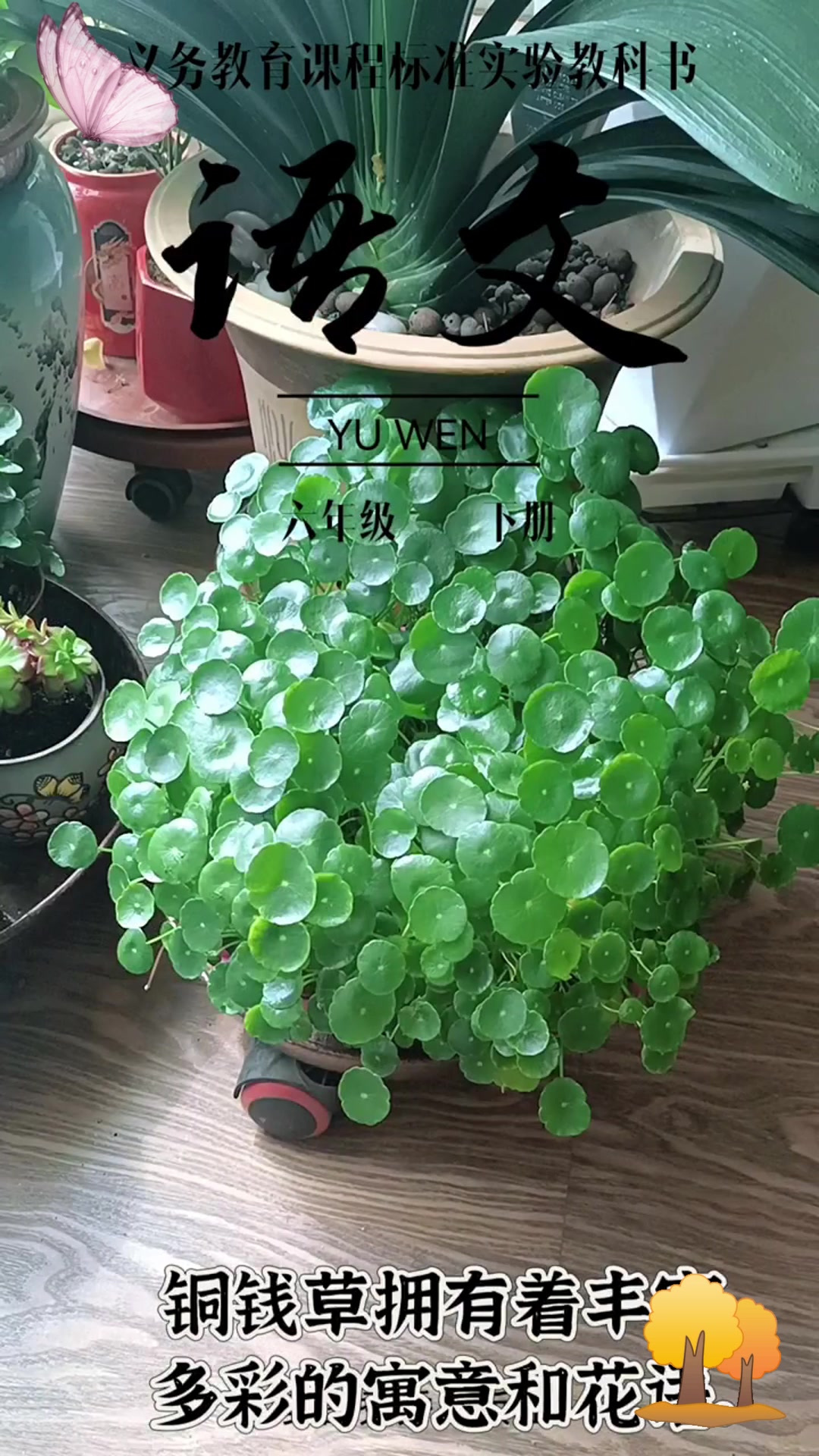 铜钱草:寓意吉祥,招财旺运的风水植物