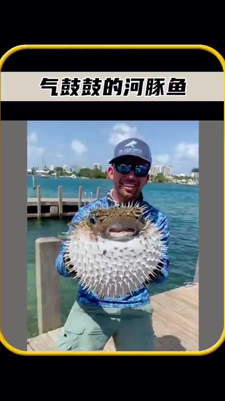 一生气就会迅速膨胀,变得气鼓鼓的河豚鱼