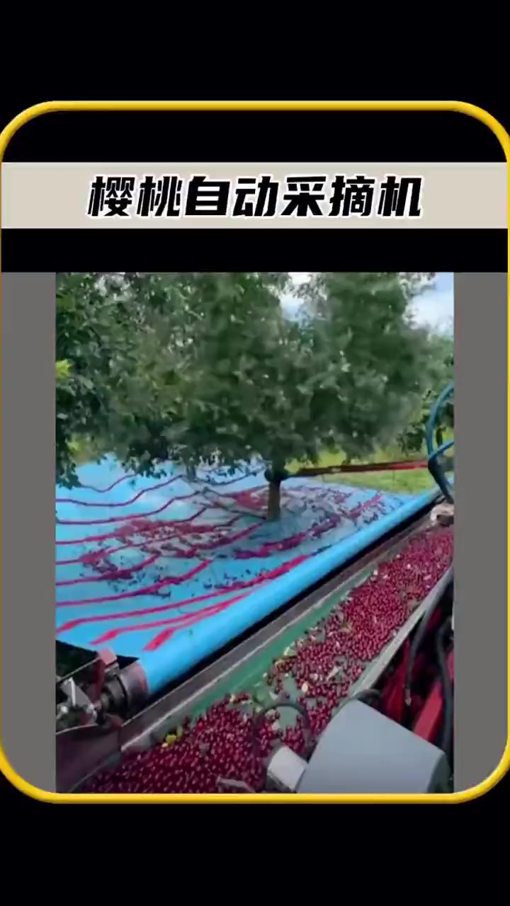 你有没有见过,自动采摘樱桃的机器