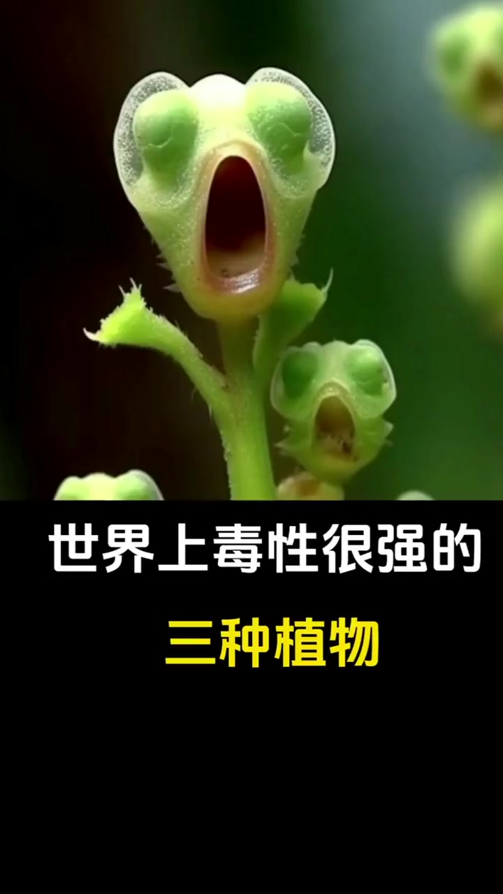 世界上毒性很强的三种植物