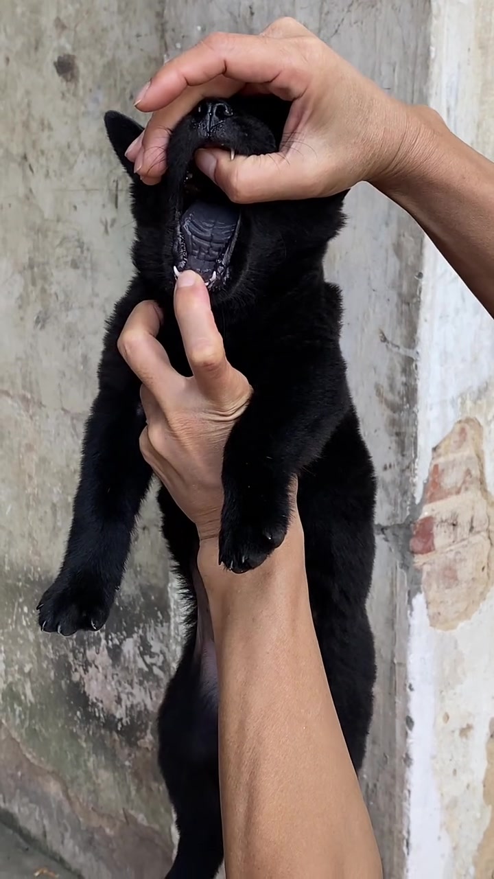 中华田园犬之五黑犬黑狗黑舌十分罕见 霸气侧漏