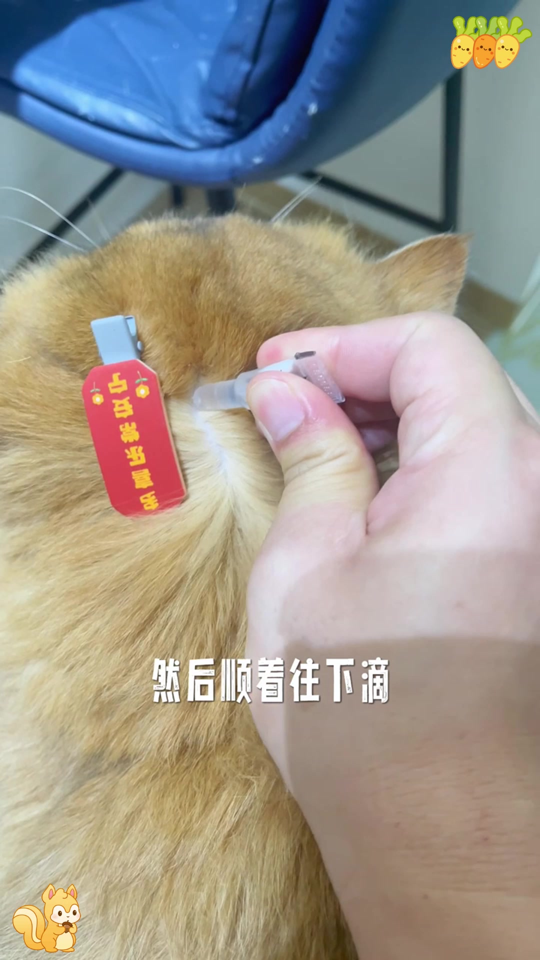 惊呆了!猫咪体外驱虫全过程