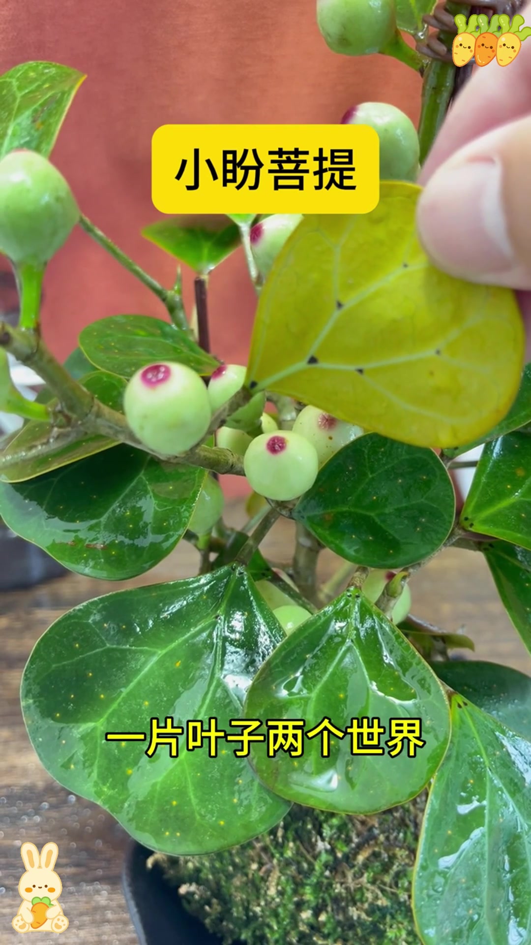 小盼菩提:智慧之树,觉悟之源