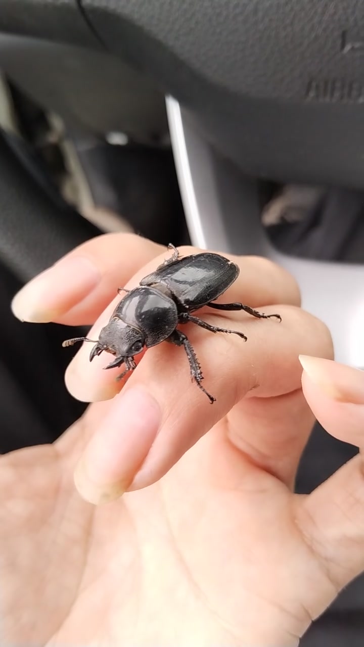 甲虫,昆虫纲