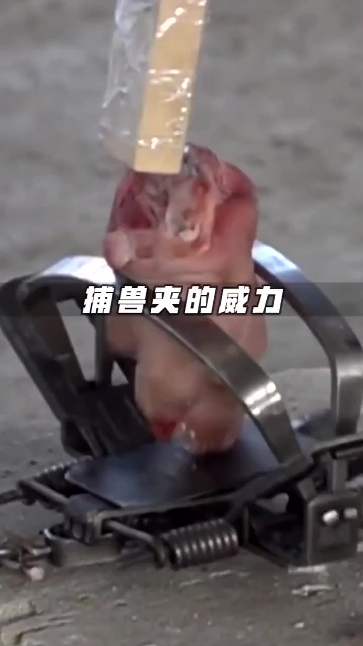 捕兽夹的威力有多恐怖?