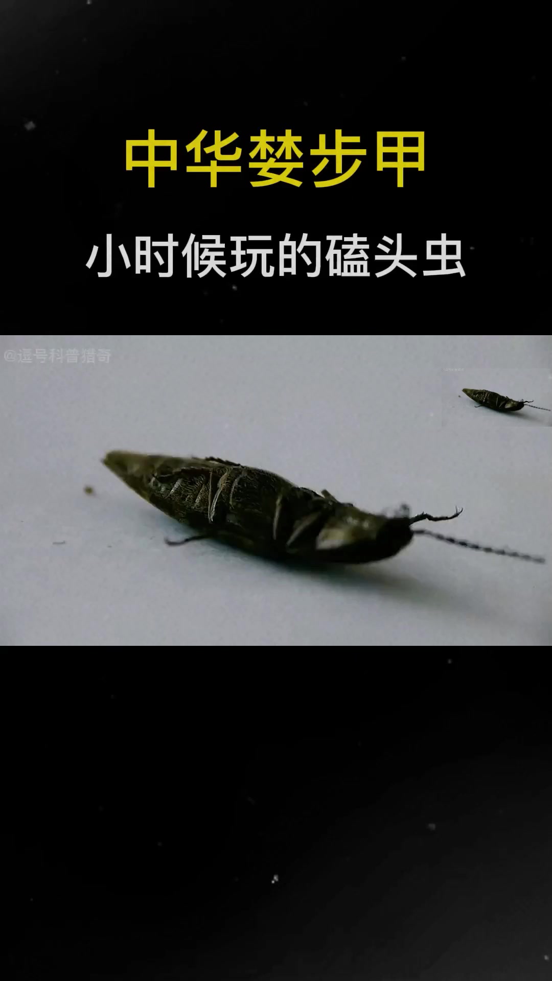 你小时候玩过磕头虫吗?中华婪步甲,磕头虫的一种,常见昆虫