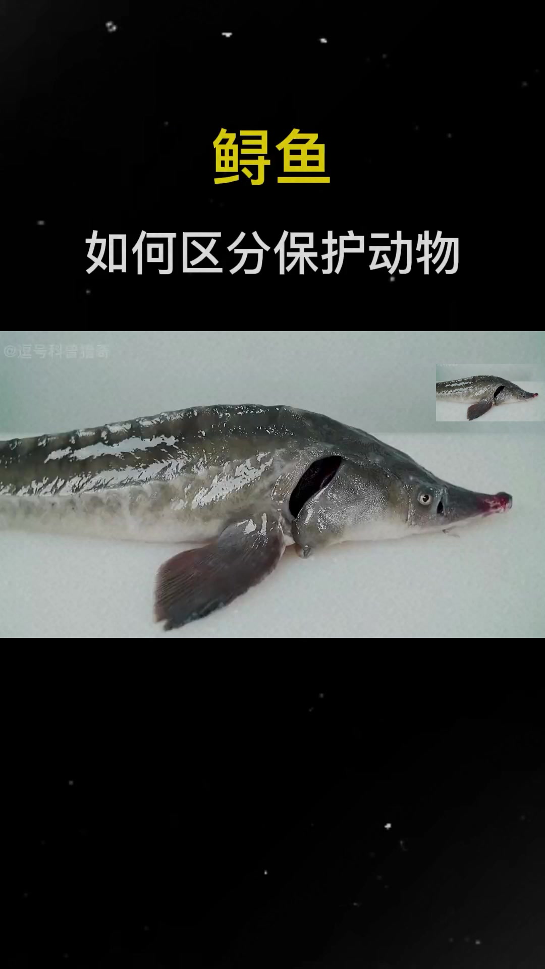 鲟鱼我们都吃过,那你知道如何区分鲟鱼中的保护动物吗?