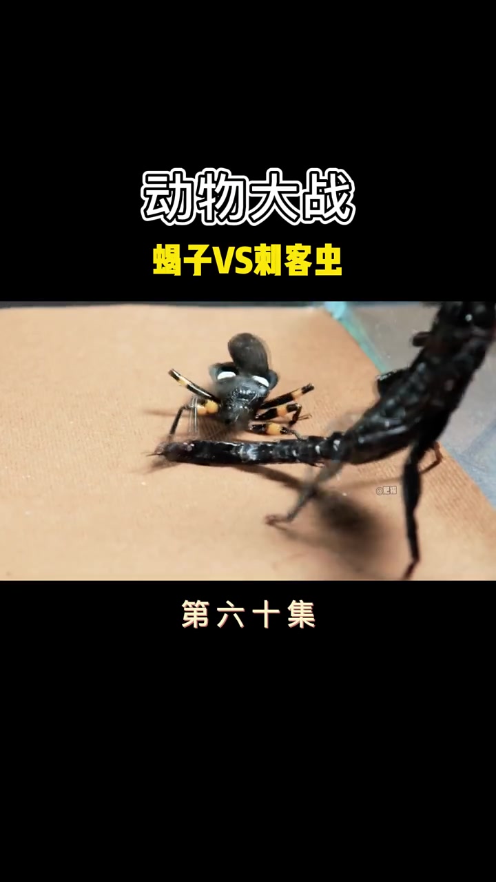 蝎子vs刺客虫  奇妙的动物 弱肉强食