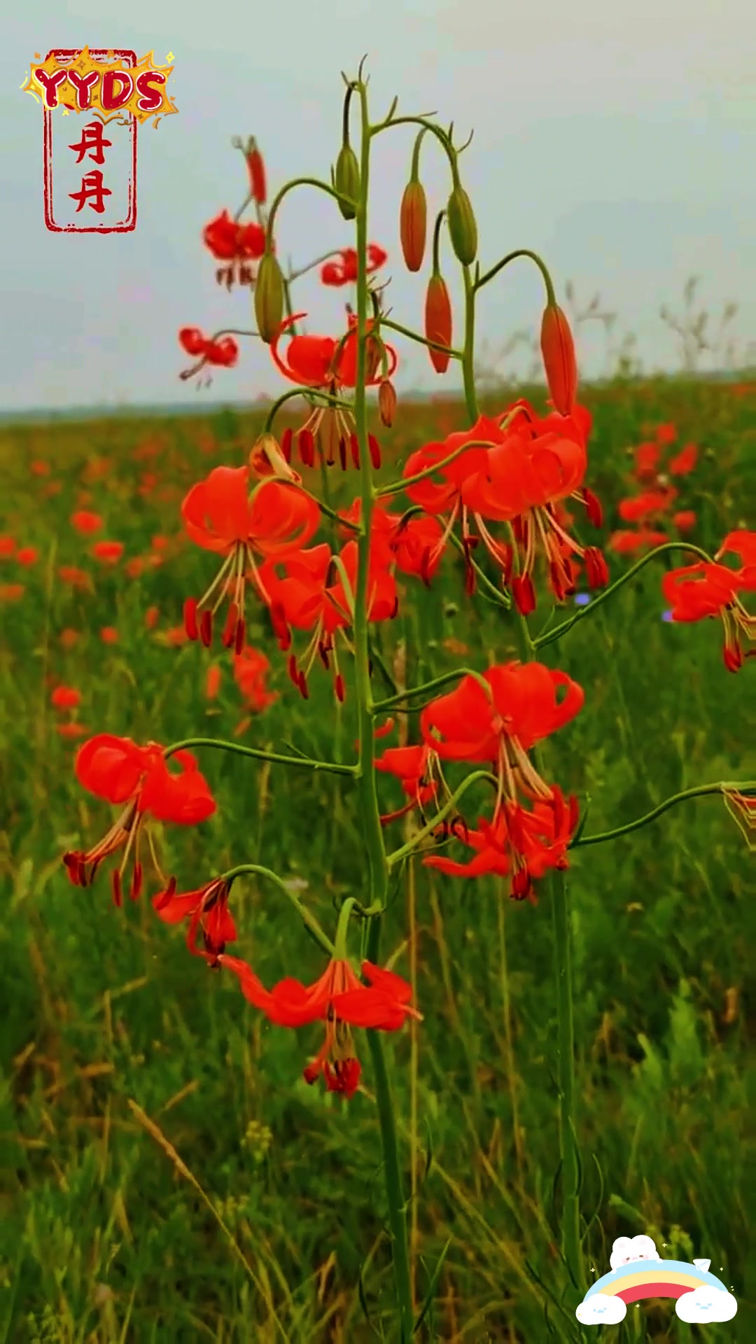 陕北高原的明珠——山丹丹花