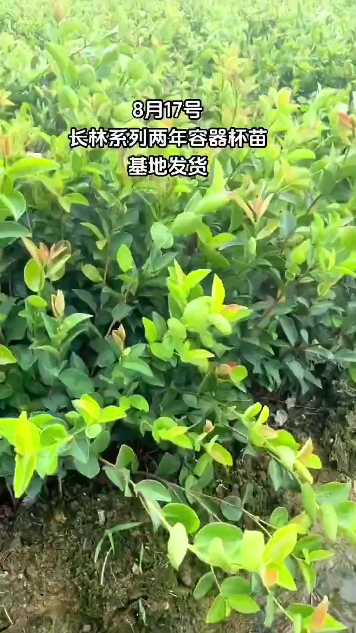 长林系列油茶苗2年容器杯苗