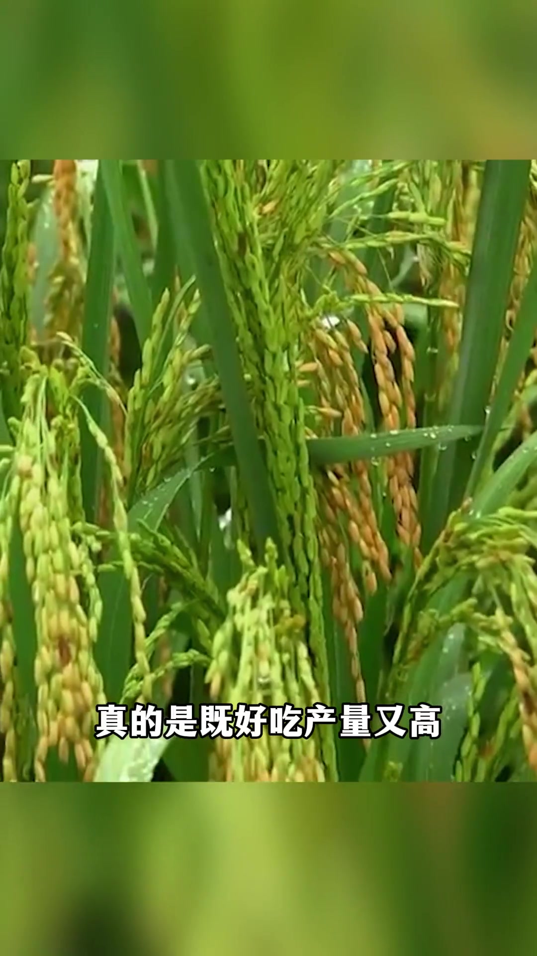 高达2米的"巨型稻"试种成功,"禾下乘凉梦"在重庆大足实现,亩产1700斤!